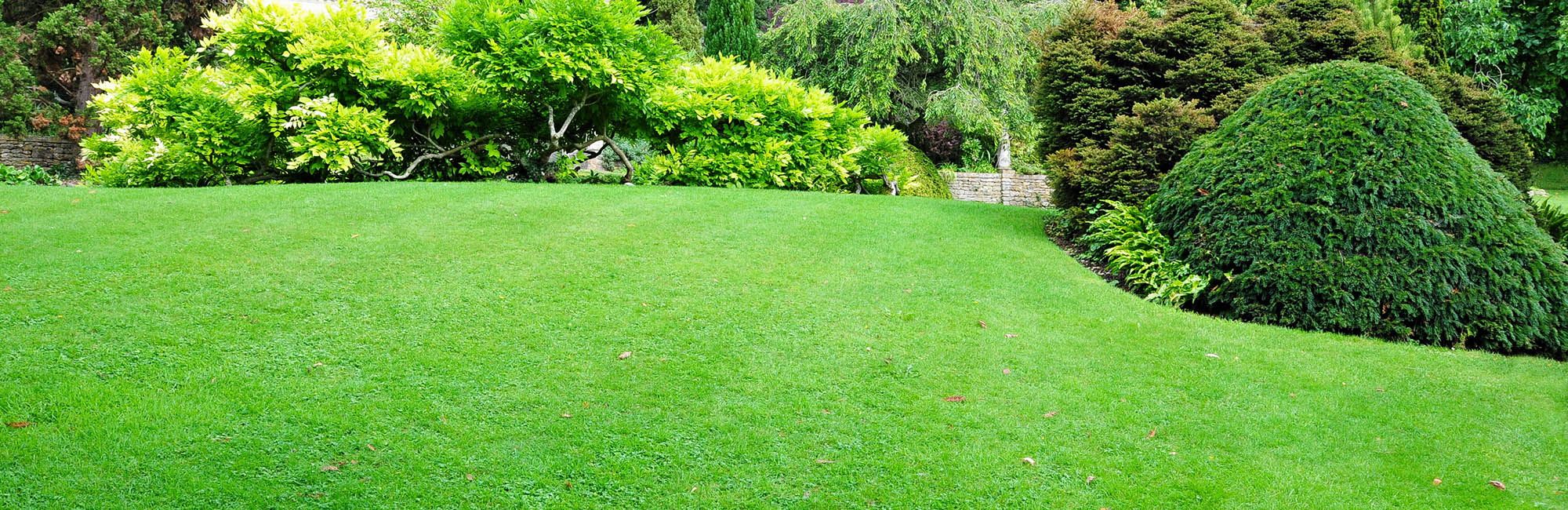 Lawn Turf Nottingham